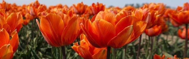 上門龍婿葉辰蕭初然_第3130章 地位不保