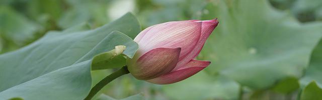 上門龍婿葉辰蕭初然_第341章 他死定了！