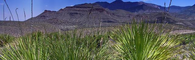 上門龍婿葉辰蕭初然_第391章 吳奇太慘了！