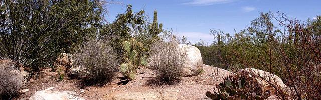 上門龍婿葉辰蕭初然_第2287章 愛屋及烏