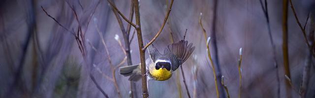 上門龍婿葉辰蕭初然_第2868章 曲徑通幽