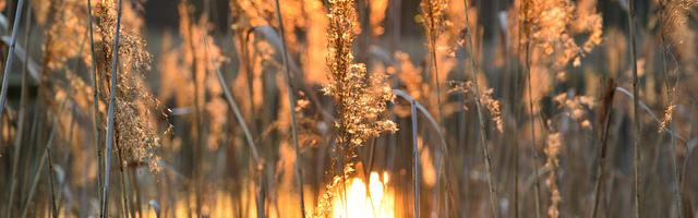 上門龍婿葉辰蕭初然_第2574章 絕對不一般！