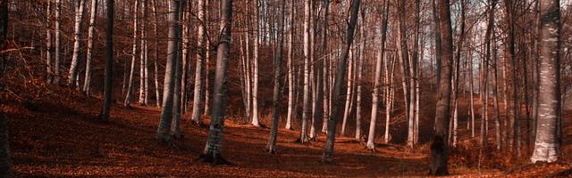 上門龍婿葉辰蕭初然_第172章 葉辰坑我！