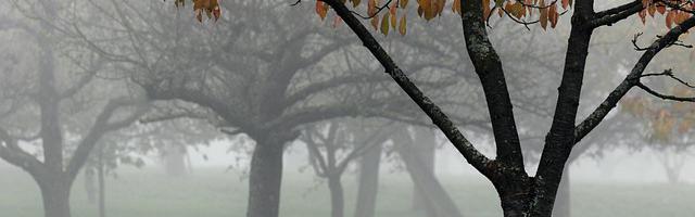 上門龍婿葉辰蕭初然_第3007章 壓不住，實在壓不住。