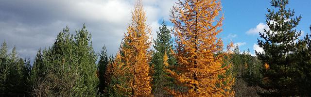 上門龍婿葉辰蕭初然_第116章 請葉先生救命！