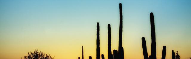 都市神醫葉辰很囂張_第12311章 四神獸（三合一）