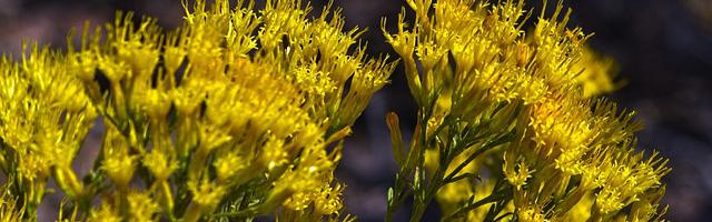 上門龍婿葉辰蕭初然_第2985章 無罪釋放