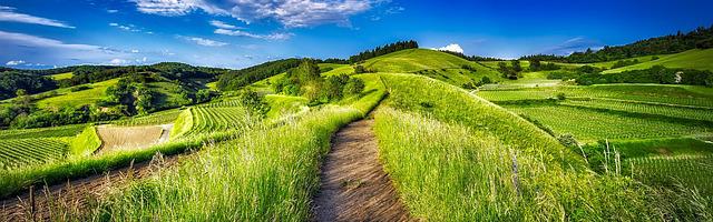 上門龍婿葉辰蕭初然_第37章 輸不起？