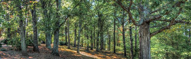 上門龍婿葉辰蕭初然_第727章 它不香嗎？