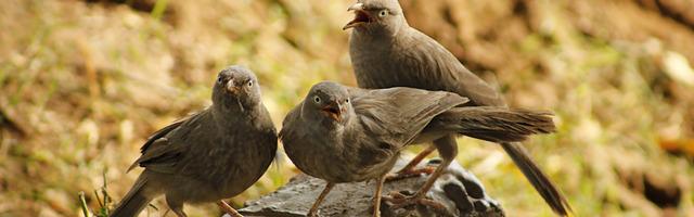 上門龍婿葉辰蕭初然_第523章 我們家少爺要見你