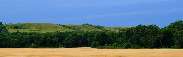 上門龍婿葉辰蕭初然_第2778章 茶之母