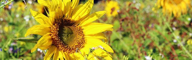 上門龍婿葉辰蕭初然_第586章 誰才是鐵拳？