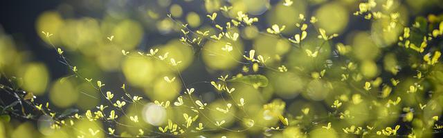 上門龍婿葉辰蕭初然_第27章 別做夢了