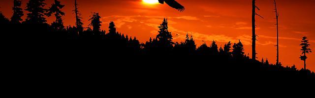 上門龍婿葉辰蕭初然_第68章 蕭海龍裝逼