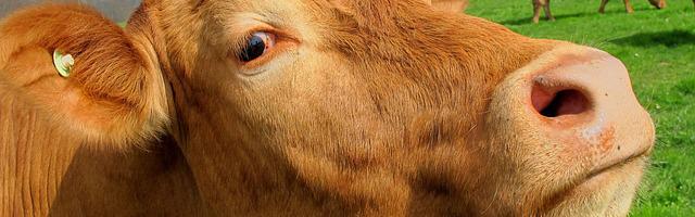 上門龍婿葉辰蕭初然_第744章 回日本治療