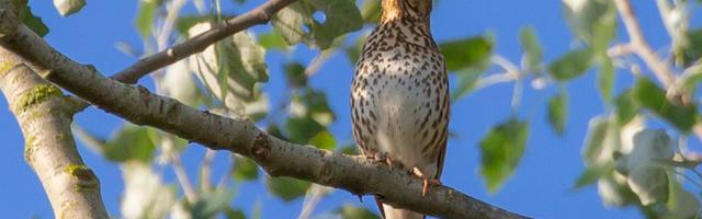 上門龍婿葉辰蕭初然_第671章 證明自己的實力