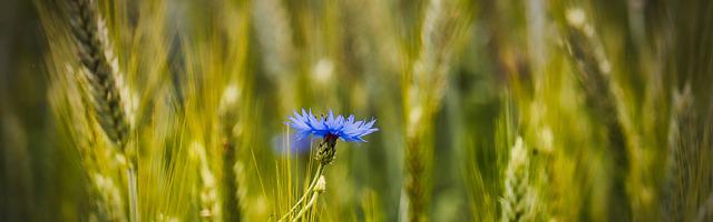 上門龍婿葉辰蕭初然_第156章 你一輛都買不起！
