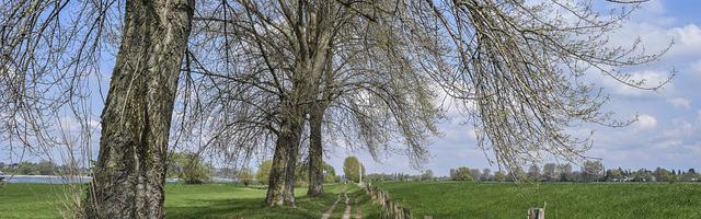 上門龍婿葉辰蕭初然_第1800章 哪里才有回春丹？