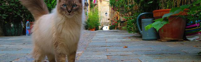 上門龍婿葉辰蕭初然_第1309章 非常理想的人選