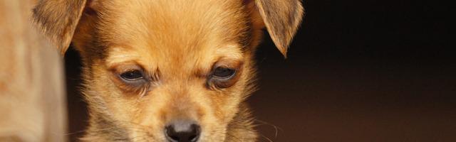 上門龍婿葉辰蕭初然_第3082章 連舔狗都有了