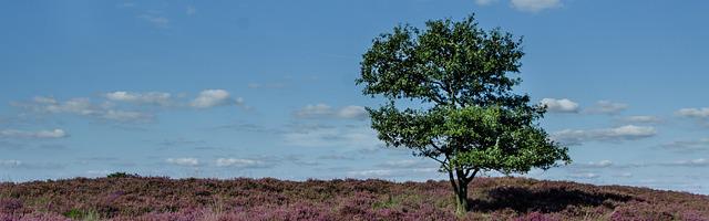 上門龍婿葉辰蕭初然_第3223章 地網試運行