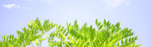 上門龍婿葉辰蕭初然_第215章 我舔！