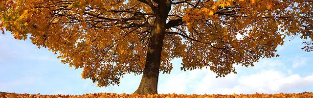 上門龍婿葉辰蕭初然_第3131章 白折騰了