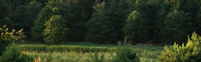 上門龍婿葉辰蕭初然_第349章 給葉大師跪下磕頭！