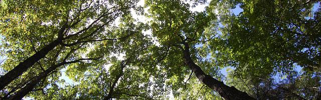 上門龍婿葉辰蕭初然_第1122章 大廈將傾