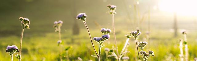 上門龍婿葉辰蕭初然_第118章 剁碎了喂狗！