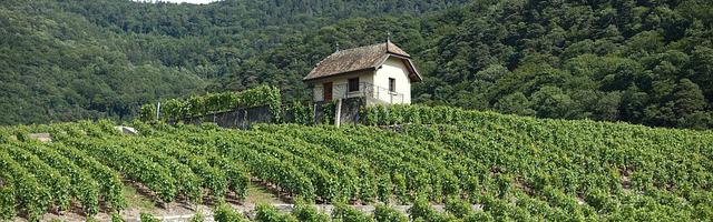 上門龍婿葉辰蕭初然_第110章 王家退婚了！