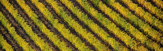 上門龍婿葉辰蕭初然_第102章 讓我先享受！