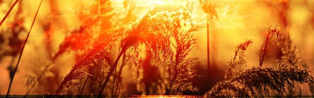 上門龍婿葉辰蕭初然_第368章 父子檔