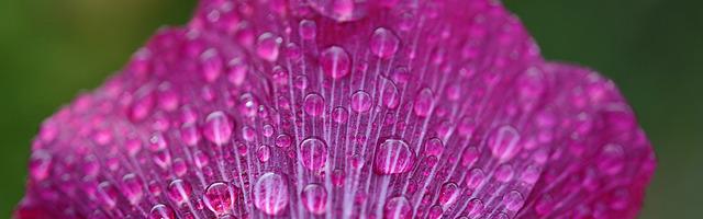 上門龍婿葉辰蕭初然_第114章 又是香港來的大師！