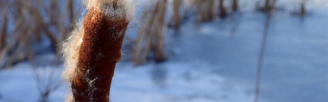 上門龍婿葉辰蕭初然_第481章 接風洗塵