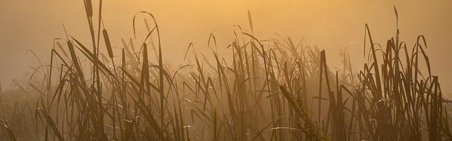 上門龍婿葉辰蕭初然_第565章 割葉辰的韭菜！