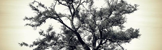 都市神醫葉辰很囂張_第12311章 四神獸（三合一）