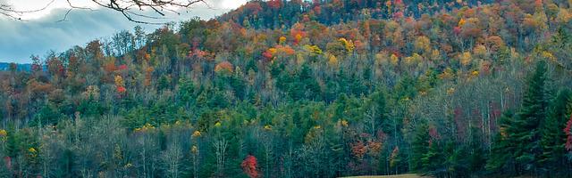 上門龍婿葉辰蕭初然_第2984章 找個機會干掉他！
