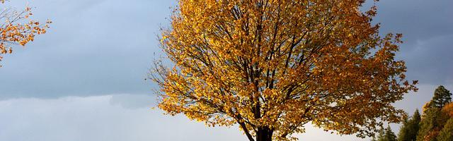 上門龍婿葉辰蕭初然_第3229章 手印