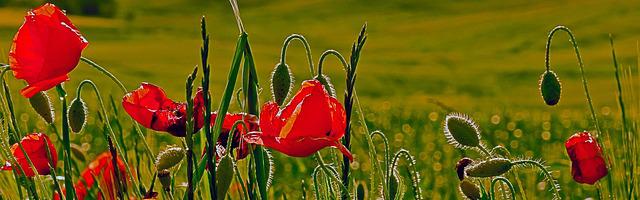 上門龍婿葉辰蕭初然_第637章 我整死你！