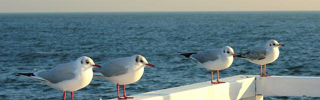上門龍婿葉辰蕭初然_第196章 馬嵐上當