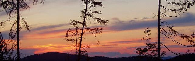 上門龍婿葉辰蕭初然_第376章 你好大的狗膽！