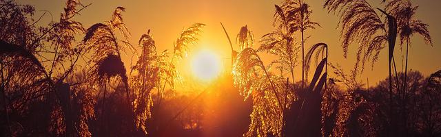 上門龍婿葉辰蕭初然_第111章 絕望的蕭老太太