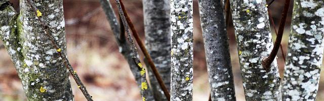 上門龍婿葉辰蕭初然_第1090章 莫非你是……