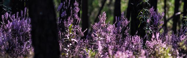 上門龍婿葉辰蕭初然_第3018章 四分之三！