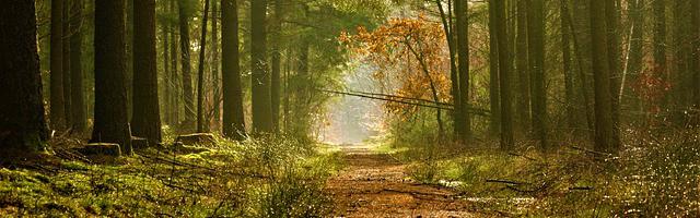 上門龍婿葉辰蕭初然_第3356章 杜絕黃牛