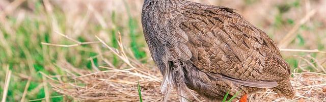 上門龍婿葉辰蕭初然_第2990章 一石四鳥