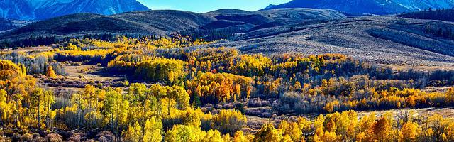 上門龍婿葉辰蕭初然_第77章 邀請函