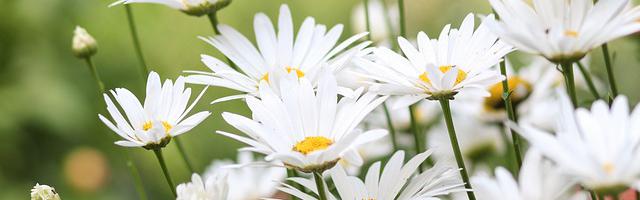 上門龍婿葉辰蕭初然_第3162章 美好愿望