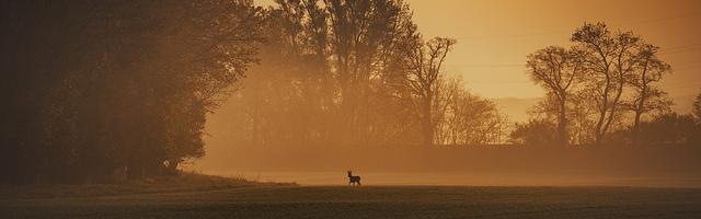 上門龍婿葉辰蕭初然_第905章 如夢如幻